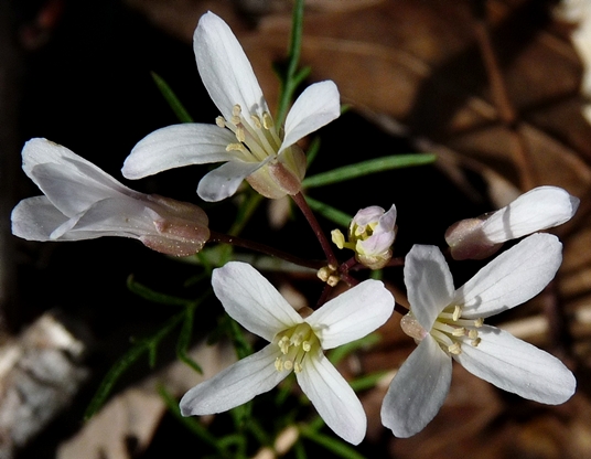 {Cardamine dissecta}